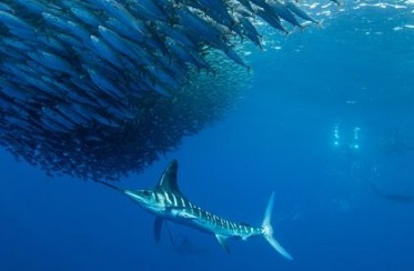 school of fish and a marlin. credit - IUCN