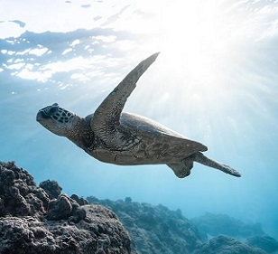 Marine Life Is Fleeing the Equator to Cooler Waters. Credit - Pexels