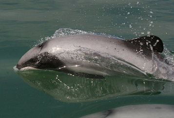 Maui Dolphin
