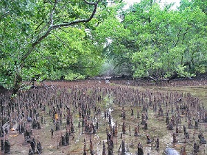 mangroves, namdrik atoll, Marshall Islands. credit - V. Jungblut/SPREP