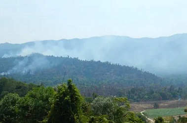 When the rainforest was burning, the first thing we learned was that it can burn,’ says Leslie Shirreffs, chair of the Wet Tropics Management Authority, of the 10-day fire in far north Queensland.