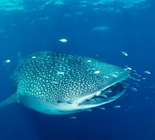 A huge area of the Indian Ocean near Christmas and the Cocos islands is slated for two Australian marine parks, offering protections to sea life, including whale sharks and spawning bluefin tuna. Photograph: Gary Bell/Oceanwide Images
