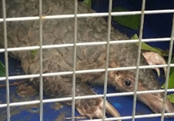 A pangolin. The world's most trafficked mammal, pangolins are among the species suspected of transferring the Covid-19 coronavirus to humans. Image: Robin Hicks/Eco-Business