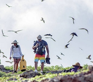 Volunteers and staff check on the status of seabirds at Papahanaumokuakea Marine National Monument. Credit - Brad Ka‘aleleo Wong / Office of Hawaiian Affairs