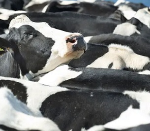 More than 80% of global farmland is used to raise animals, which provide only 18% of calories eaten. Credit - Alamy