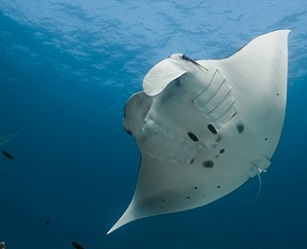 Reef manta ray, Mobula alfredi (Credit: Amelia J. Armstrong and colleagues)