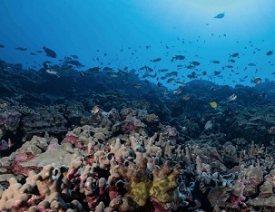 A school of fish swim amongst healthy coral reefs in South Kona, Hawaii Island. Credit: Greg Asner, Arizona State University Center for Global Discovery and Conservation Science