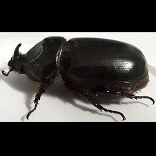 coconut rhinoceros beetle. credit - Vanuatu Daily Post
