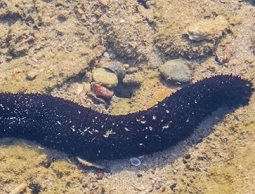 sea cucumber. Photo: 123RF