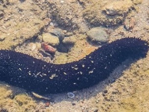 sea cucumber. Photo: 123RF