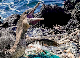 seabird, Galapagos island