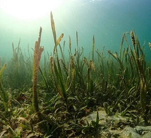 Seagrass ecosystems can reduce pathogens. (Credit: Benjamin Jones/Unsplash)