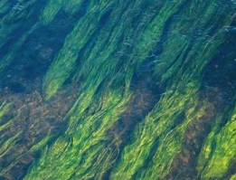 Underwater Algae. Credit: John Mark Arnold