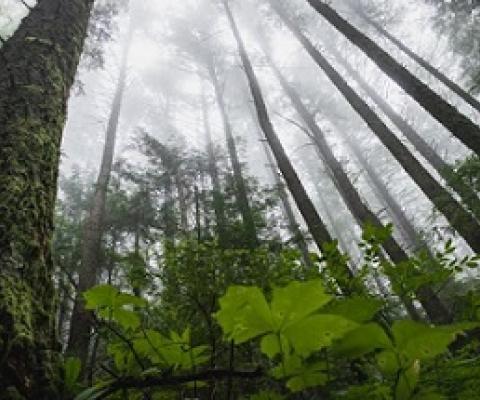 New trees absorb lots of carbon, old trees store more overall and dead trees shed their carbon to the atmosphere. Credit: Greg Rosenke/Unsplash, CC BY-SA
