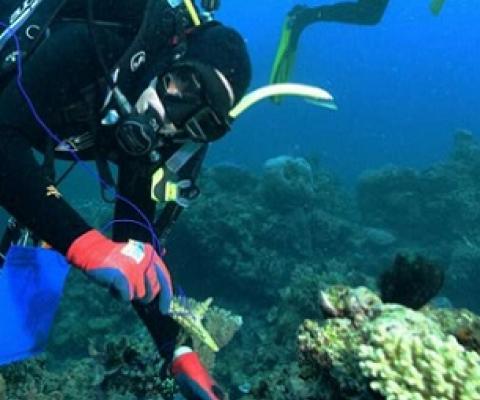 coral reefs being surveyed. Credit - Australian Institute of Marine Science (AIMS)