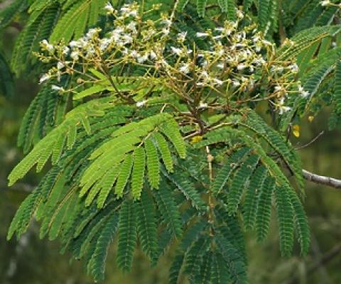 Source - https://wildlifeofhawaii.com/