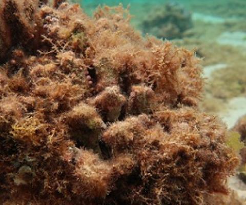 A mysterious algae that's puzzled researchers is now spreading around the Northwestern Hawaiian Islands.(U.S. Fish and Wildlife Service)
