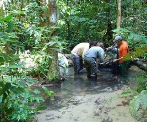 The researchers sampled freshwater species such as fish, dragonflies and caddisflies at their two sites in Brazil. Fieldwork pictured here in Santarém, Pará. Image by Sustainable Amazon Network.