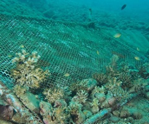 Failed artificial reef and coral gardening projects show fragments of abandoned dead corals. Credit - Jonathan L Mayuga/ www.businessmirror.com.ph