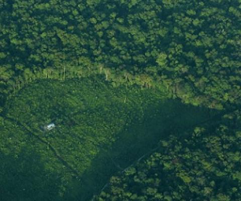 An aerial view of a clearing in a forest in Indonesia’s Sumatra island, August 5, 2010. Photo: Reuters/Beawiharta