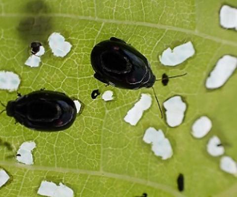 Two days after the beetles were released, there are signs of damage on the leaves of African tulip trees. 21061018