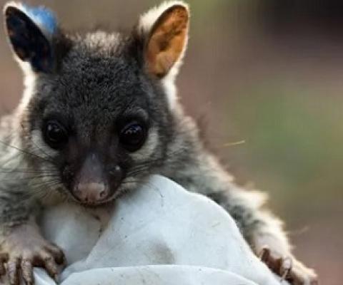 Study examined impacts such as brushtailed possums in Victoria moving 57% further in areas broken up with roads compared with large forests. Credit - Michael Lawrence-Taylor/AFP/Getty Images