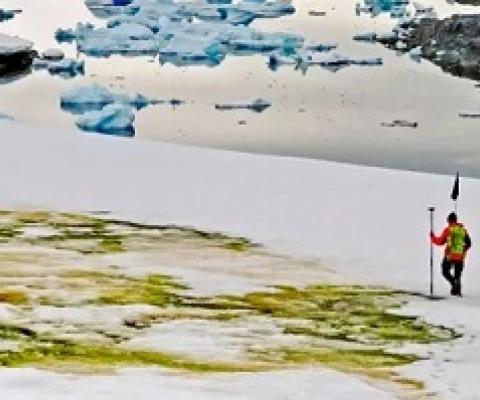  Study author Andrew Gray geotagging the snow algae blooms. Photograph: Dr Matt Davey/University of Cambridge/SAMS/AFP via Getty Image