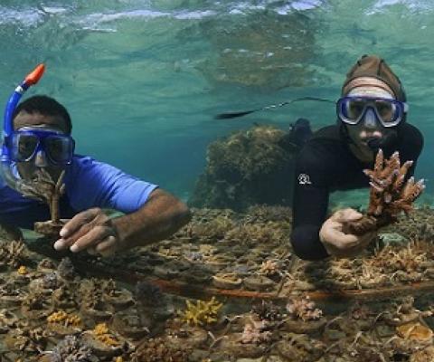 Victor Bonito (right) and Mosese Kurimata are working to identify heat-tolerant corals year-round.(ABC News)