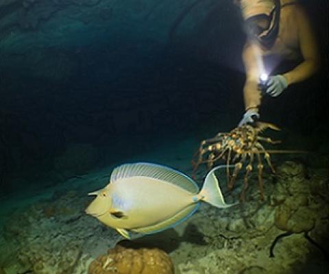 A lobster diver at night watches a sleeping unicornfish (ume) swim past. PHOTO: KIRBY MOREJOHN. 21031914