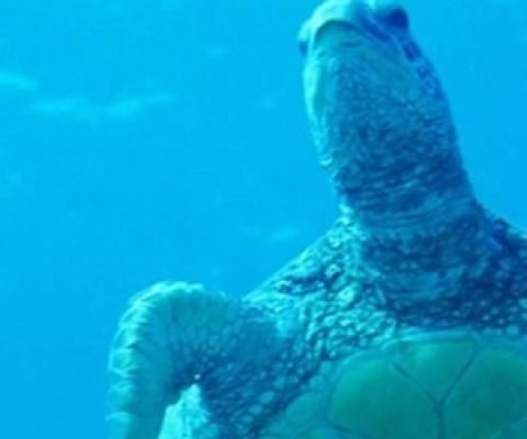 Sea turtle