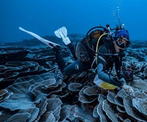 A coral reef site in pristine condition has been opened to the eyes of the world in French Polynesia Photo: Alexis Rosenfeld #1Ocean