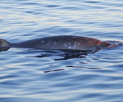 One of the three beaked whales believed to be a new species. Image by Sea Shepherd / CONANP.