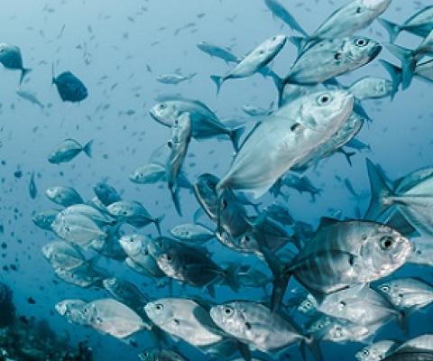 Why big fish thrive in protected oceans. Credit: Unsplash/CC0 Public Domain