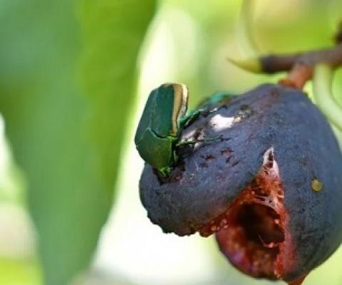 COVID-19 and the biodiversity crisis. credit - Getty Images