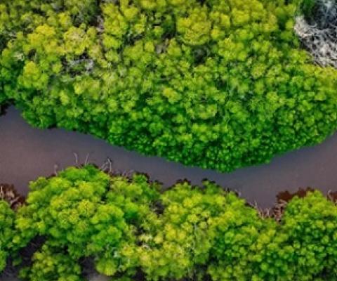 The blurring of lines between climate and biodiversity policy is witnessed in coastal areas where mangrove forests are present. Image: Mohmed Nazeeh on Unsplash