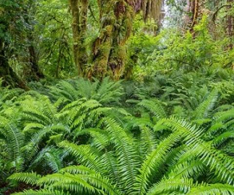 Rescue plan for nature: How to fix the biodiversity crisis. Credit - Jack Dykinga/naturepl.com