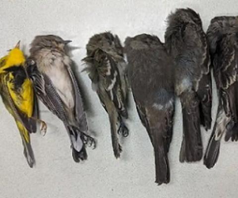 Some of the dead birds found by biologists from New Mexico State University. The majority are long-distance migrants such as swallows, flycatchers and warblers. Photograph: Allison Salas/New Mexico State University
