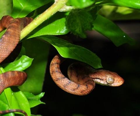 Brown tree snake (Boiga ireggularis). Credit - wikipedia.com