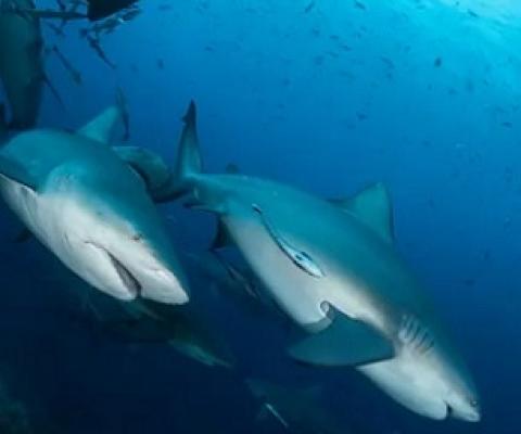 Bull shark in Fiji. A recent study has shown that bull sharks can form preferences for other shark ‘friends’. Photograph: Tom Vierus