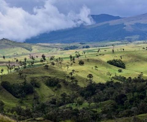 Scientists note that climate change is expected to impact 58% of montane forest in the Peruvian Andes. Credit - Alliance of Bioversity and CIAT / N.Palmer