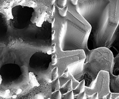 SEM images of the skeleton structure of the coral Stylophora pistillata and the coral-inspired, 3D-printed material (Credit: Daniel Wangpraseurt)
