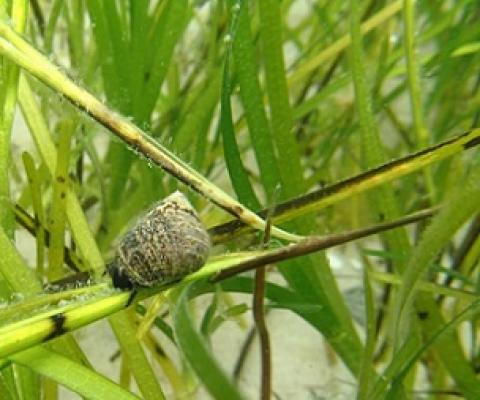 Many animals live in seagrass beds and are thus exposed to microplastic. Credit: Troels Lange/SDU.