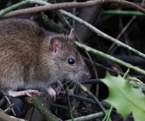The brown rat originated in Asia but has followed humans all over the globe. Tim Blackburn, Author provided