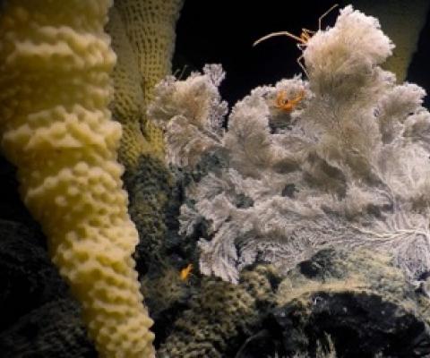 The lava-encrusted slopes of Explorer Seamount—Canada’s largest underwater volcano—are home to newly discovered glass sponge colonies known as “Spongetopia.”Credit - Ocean Exploration Trust Northeast Pacific Seamounts/Expedition Partners 