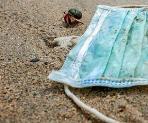 A hermit crab near a discarded face mask. The Kunming biodiversity summit was meant to take place in October last year but has been delayed twice due to the coronavirus pandemic. Photograph: Daniel Garcia Mendoza/Alamy