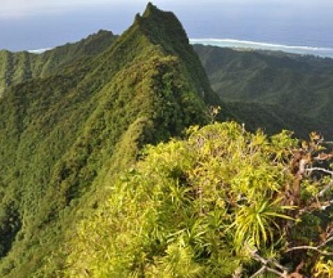 Cloud forest, Rarotonga. Cook Islands. Credit - SPREP