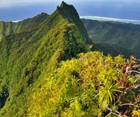 Cloud forest, Rarotonga. Cook Islands. Credit - SPREP