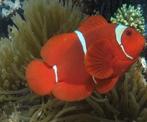 ClownFish on reef. Source - Mongabay.com