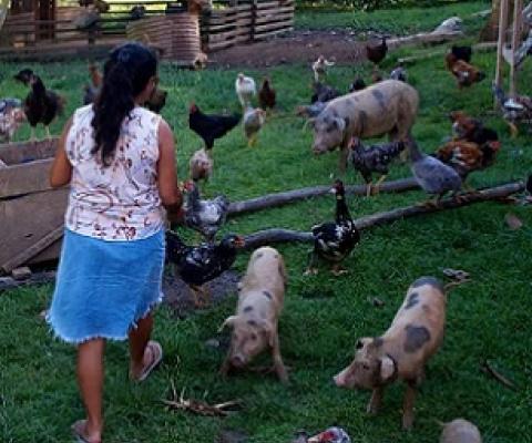 A farmer with livestock in Acre, Brazil. Credit - CIFOR/Kate Evans