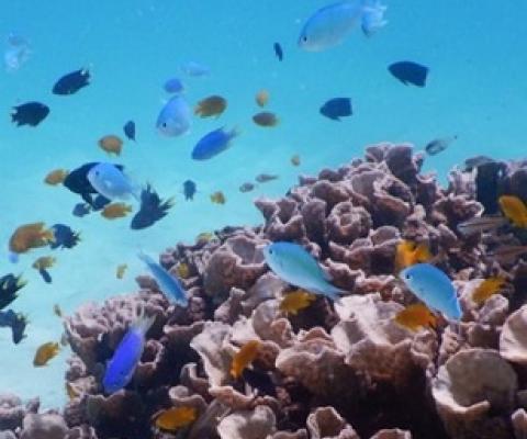 The future of nature conservation lies in identifying where science and policy can save the most ecosystems and species. Credit - ROBERT STREIT